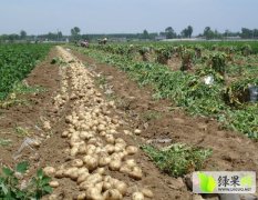 我村8月-10月份土豆开始大量出售，质量好，价格优惠