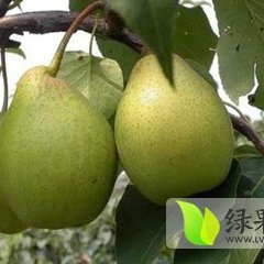 大荔玉梨个大，口感香甜，欢迎前来选购