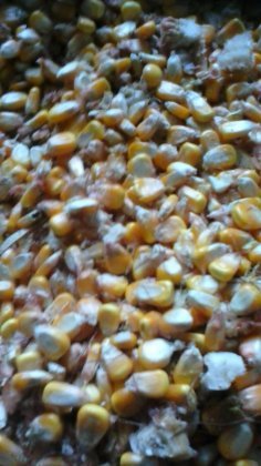 大量供应普通玉米，质量高，颗粒大饱满