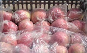 蒲城蜜桃价格适宜,镇党师傅诚信合作