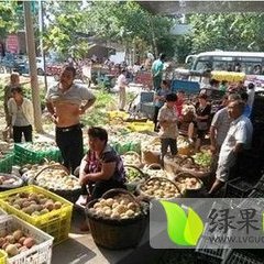 蒲城中华玉梨规格​70以上，量大，欢迎采购