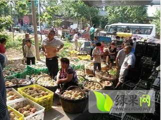 中华玉梨价格