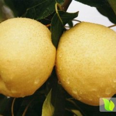 陕西蒲城酥梨个大质脆，色泽金黄，味甜多汁