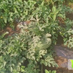 翁牛特旗西瓜欢迎合作,头分董文庆诚信合作