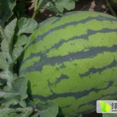 北林西瓜全面上市，品种好，耐运输，无斑点
