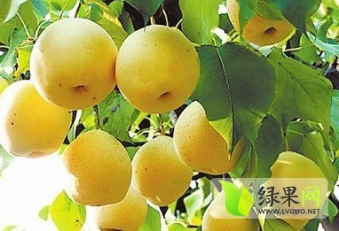 2014年安徽砀山皇冠梨价格