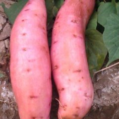 山东邹城市红薯种植万亩以上，质优价廉，欢迎来订购