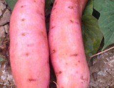 山东邹城市红薯种植万亩以上，质优价廉，欢迎来订购