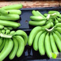 大量香蕉现已成熟，口感独特，品质保证，超高营养