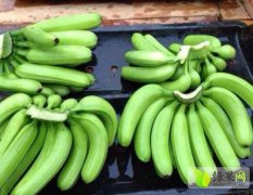 大量香蕉现已成熟，口感独特，品质保证，超高营养