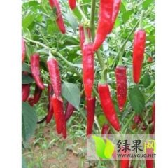重庆市金塔椒大量上市中，辣椒个大，外形饱满