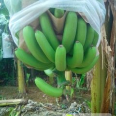 广西隆安威廉斯香蕉个头大，品相好，质量上成