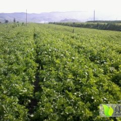 我处有百亩以上西芹，质量好，欢迎前来选购