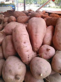 唐河桐寨红薯大量上市，品种多，价格低