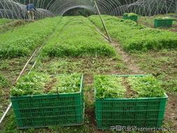 2013年安徽砀山芹菜价格