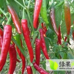 凌海右卫金晓微8月牛角椒红辣椒