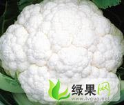 山东昌邑雪宝菜花大面积上市，欢迎前来采购