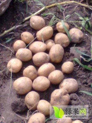 2014年吉林公主岭早大白价格