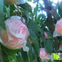 礼泉现时节秦王桃已大量上市，果个大，颜色好