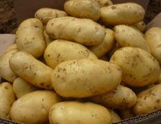 海拉尔土豆个头大，黄皮黄心，表皮光滑，无虫害