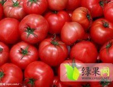 本地西红柿大面积上市，其色泽亮丽，口感好