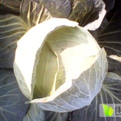 长期代理收购冬瓜，南瓜，大白菜，甘蓝