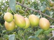 陕西红香酥梨价格冷库红香酥梨批发