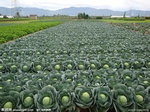 兰西绿球甘蓝绿色无污染，无公害产品