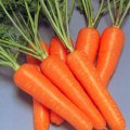 多伦萝卜选种优良，表皮光滑，长度标准