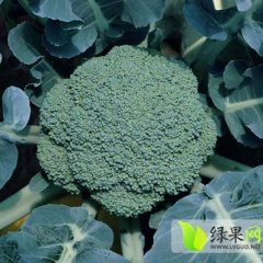 海淀莲宝西兰花种子质量好，欢迎来选购