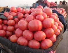 河南民权大量西红柿上市，品种齐全，欢迎来选购