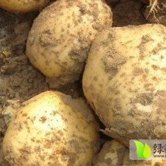 荷兰十五土豆肉鲜黄色，表皮光滑芽，芽眼数少而浅