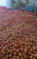 我棚有50亩粉红西红柿，皮厚肉鲜，欢迎选购