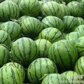 松山西瓜品质上乘，口感脆甜多汁，入口化渣