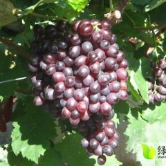 濮阳市优质无公害无核已葡萄上市，欢迎订购