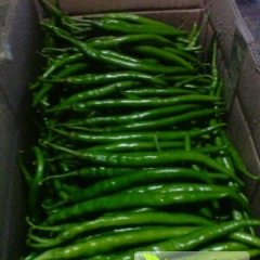 代收品质优的湘辣七号辣椒