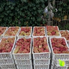 临朐巨峰葡萄开始上市，绿色无公害
