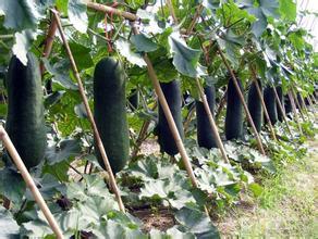 郸城大量供应子弹头黑皮冬瓜，欢迎来采购