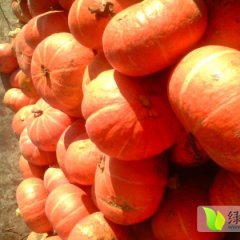 内蒙古乌拉特前旗日本小南瓜：黑柳子邓兰英