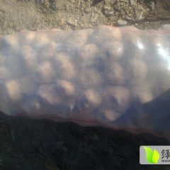 专业代办收土豆，克新，荷兰十五