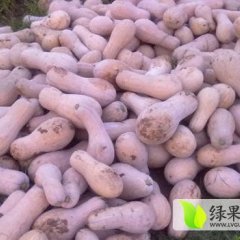 嘉鱼美誉小果南瓜果实均匀，保质保量