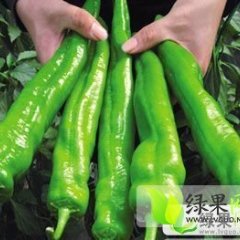 青州羊角椒辣椒个大，中秋节前后大量上市