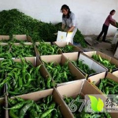 夏邑辣椒大量上市，品种多，色泽艳丽