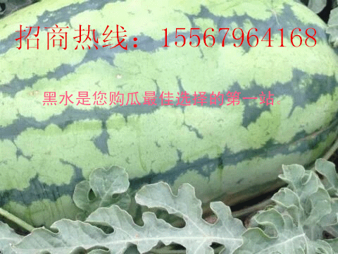 地雷瓜价格