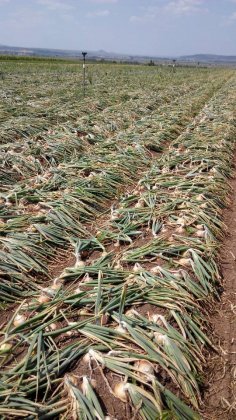 黑龙江圆葱营养丰富，个头大，绿色健康