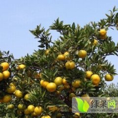 石门柑橘外形扁圆，大小均匀，整齐美观