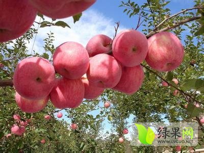 2014年山东栖霞嘎啦价格