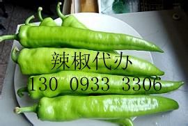 凌海市万亩优质金牛角辣椒8月中旬大量上市