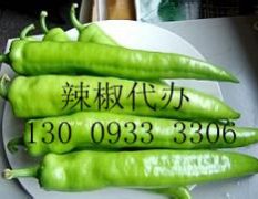 凌海市万亩优质金牛角辣椒8月中旬大量上市