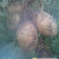 吉林公主岭尤金885土豆绿色无公害